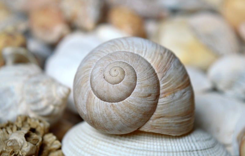 Seashell Ornaments